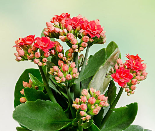 F5 Kalanchoe Calandiva Red - View 1 from www redcrocus com