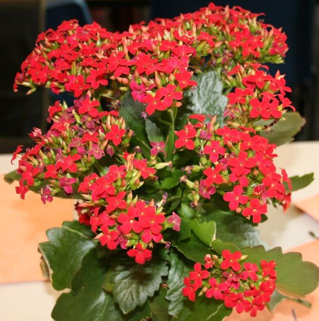F5 Kalanchoe Calandiva Red - View 20 from www redcrocus com