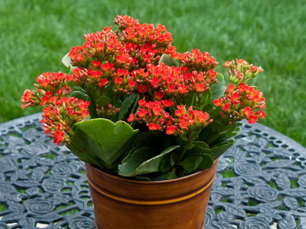 F5 Kalanchoe Calandiva Red - View 21 from www redcrocus com