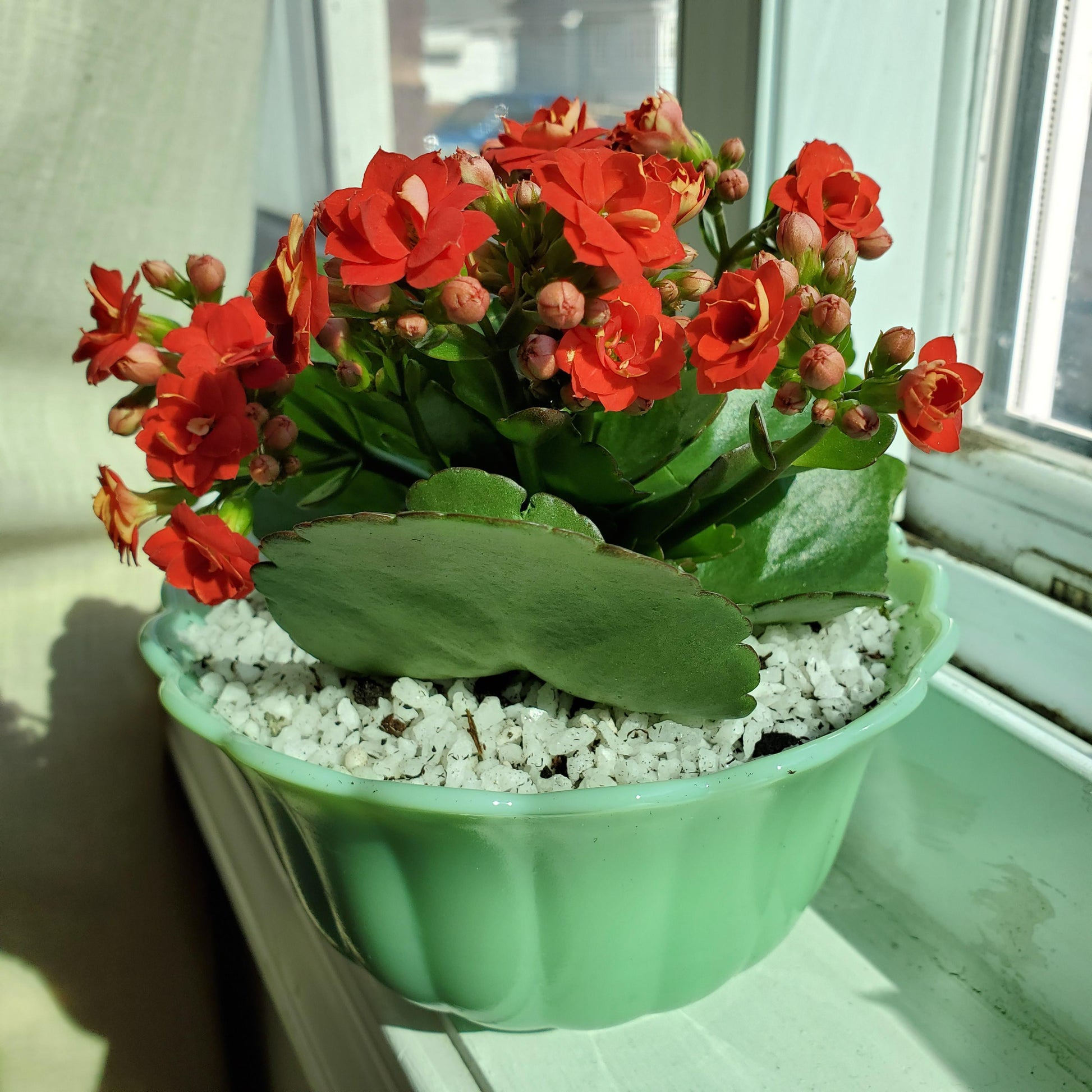 F5 Kalanchoe Calandiva Red - View 23 from www redcrocus com
