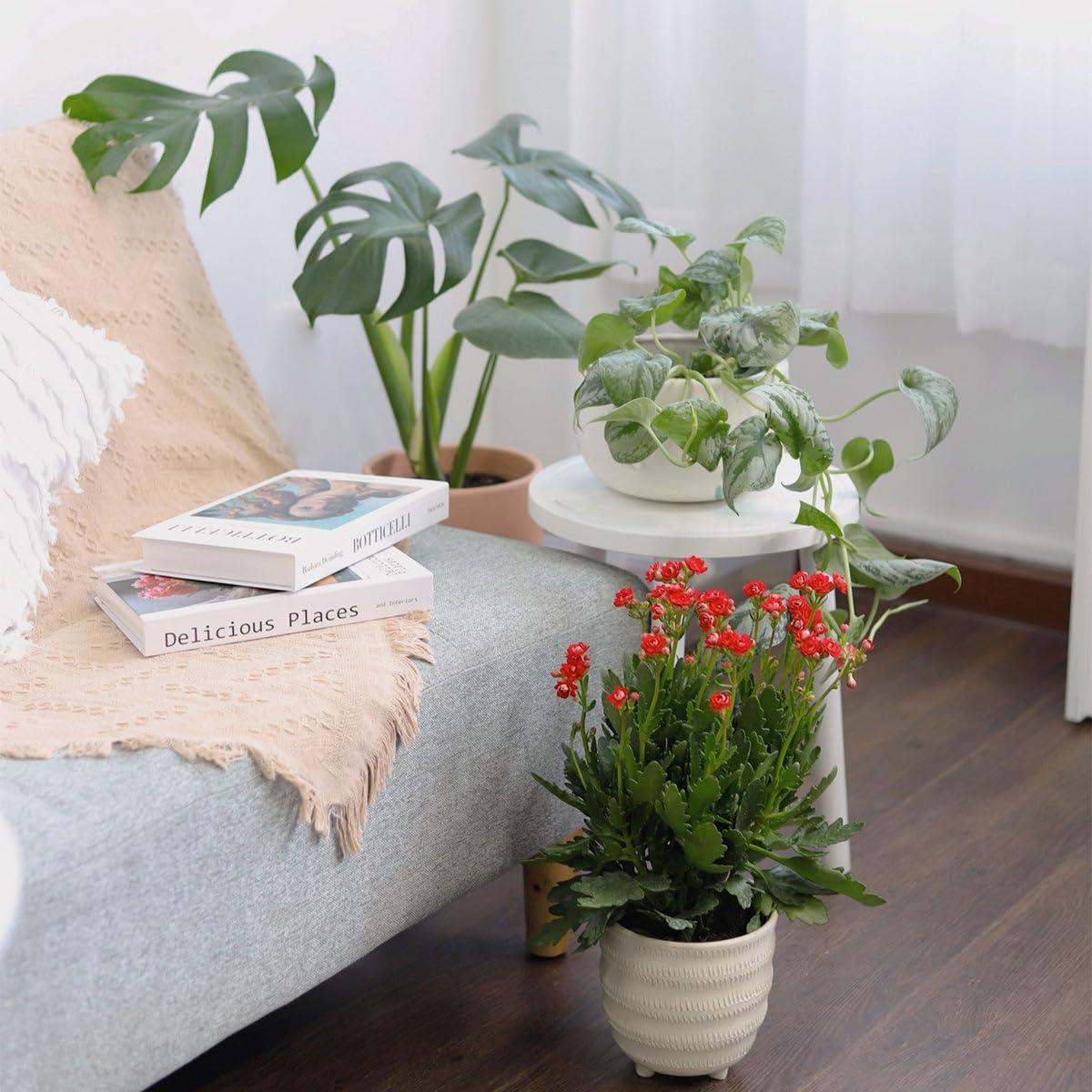 F5 Kalanchoe Calandiva Red - View 26 from www redcrocus com