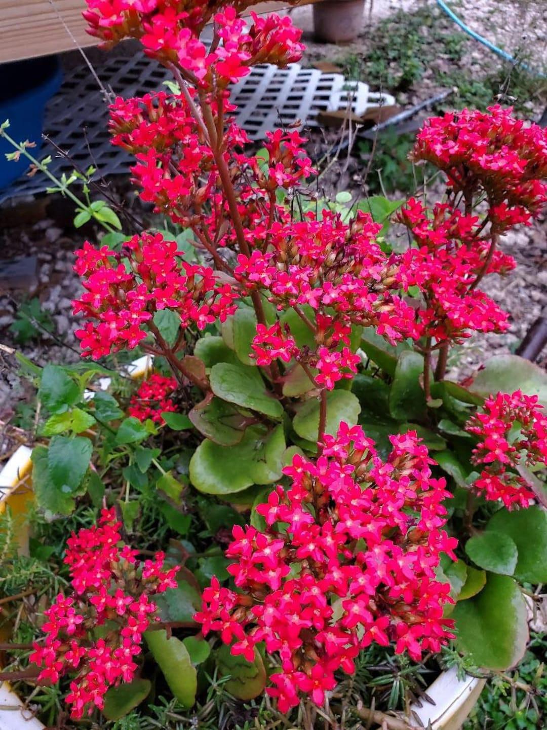 F5 Kalanchoe Calandiva Red - View 27 from www redcrocus com