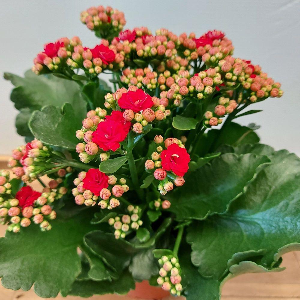 F5 Kalanchoe Calandiva Red - View 28 from www redcrocus com
