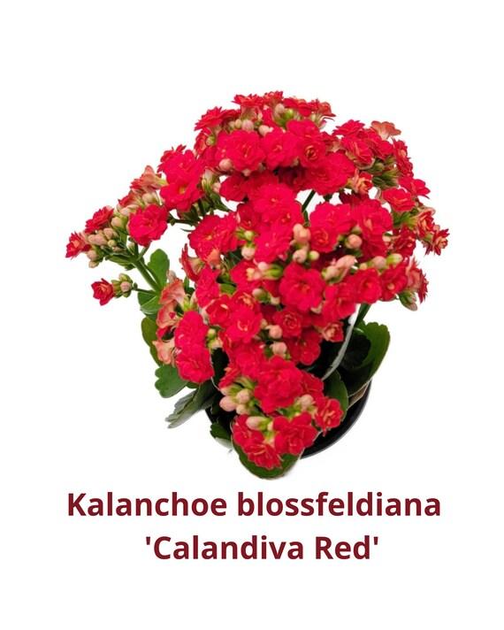 F5 Kalanchoe Calandiva Red - View 29 from www redcrocus com
