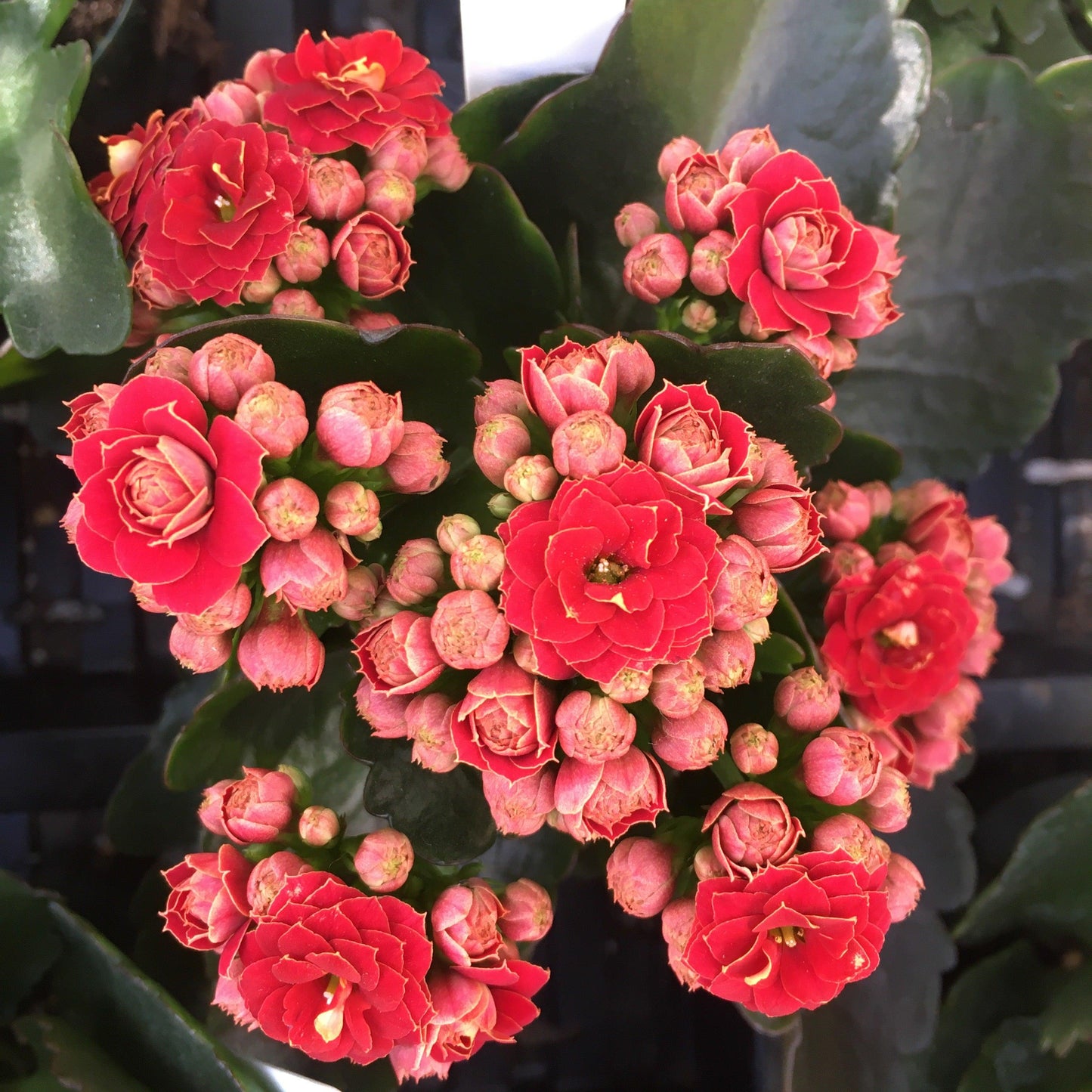 F5 Kalanchoe Calandiva Red - View 2 from www redcrocus com