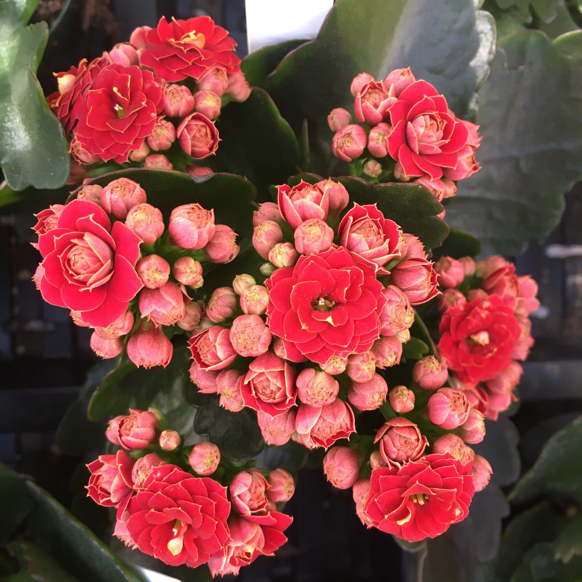 F5 Kalanchoe Calandiva Red - View 2 from www redcrocus com