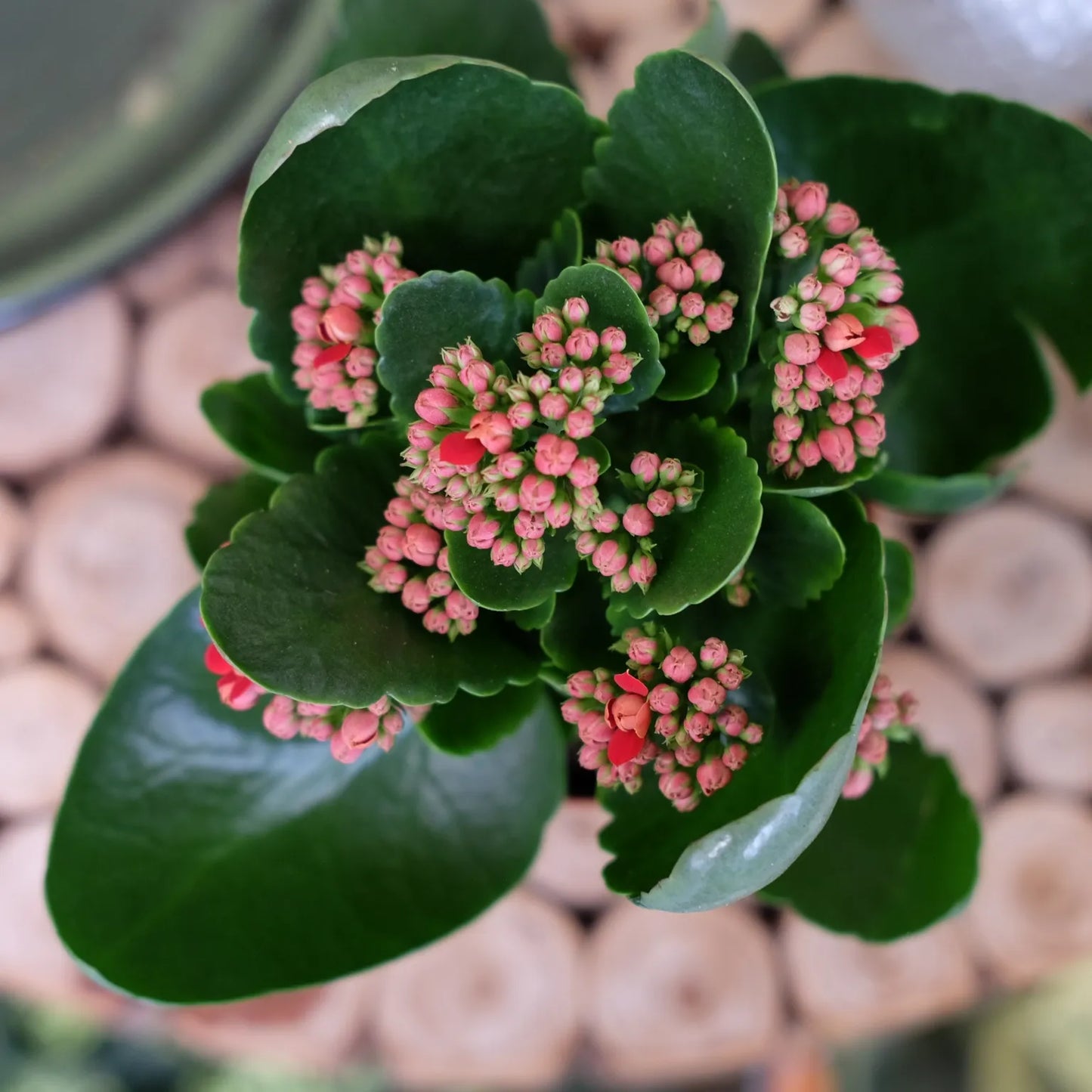 F5 Kalanchoe Calandiva Red - View 30 from www redcrocus com