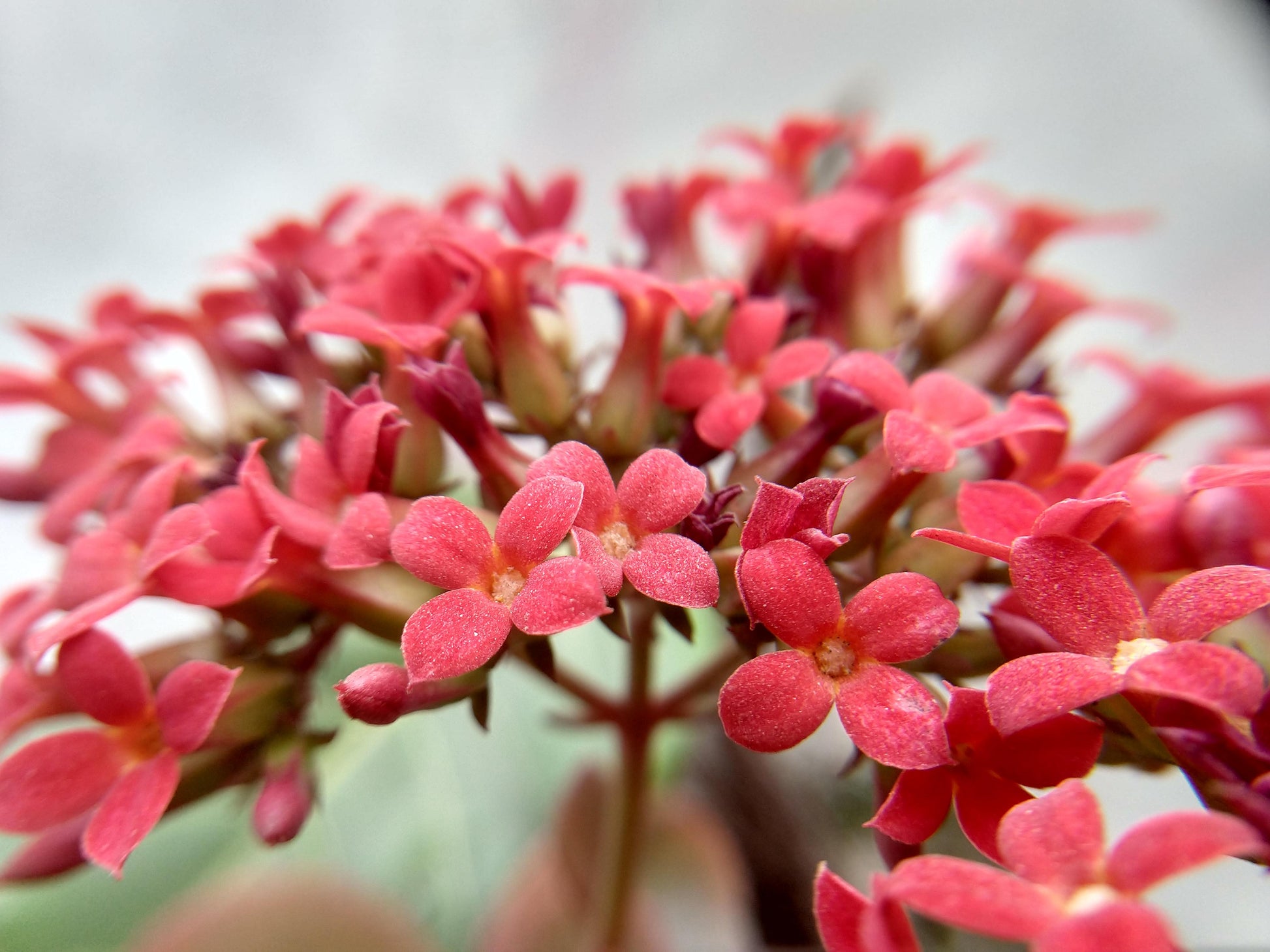 F5 Kalanchoe Calandiva Red - View 31 from www redcrocus com