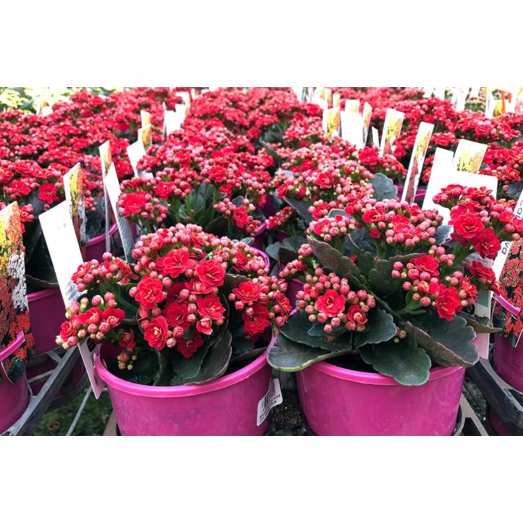 F5 Kalanchoe Calandiva Red - View 32 from www redcrocus com