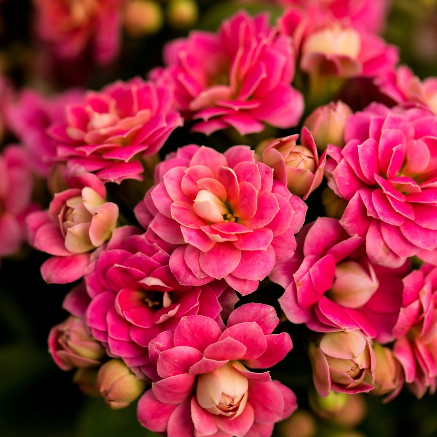 F5 Kalanchoe Calandiva Red - View 33 from www redcrocus com