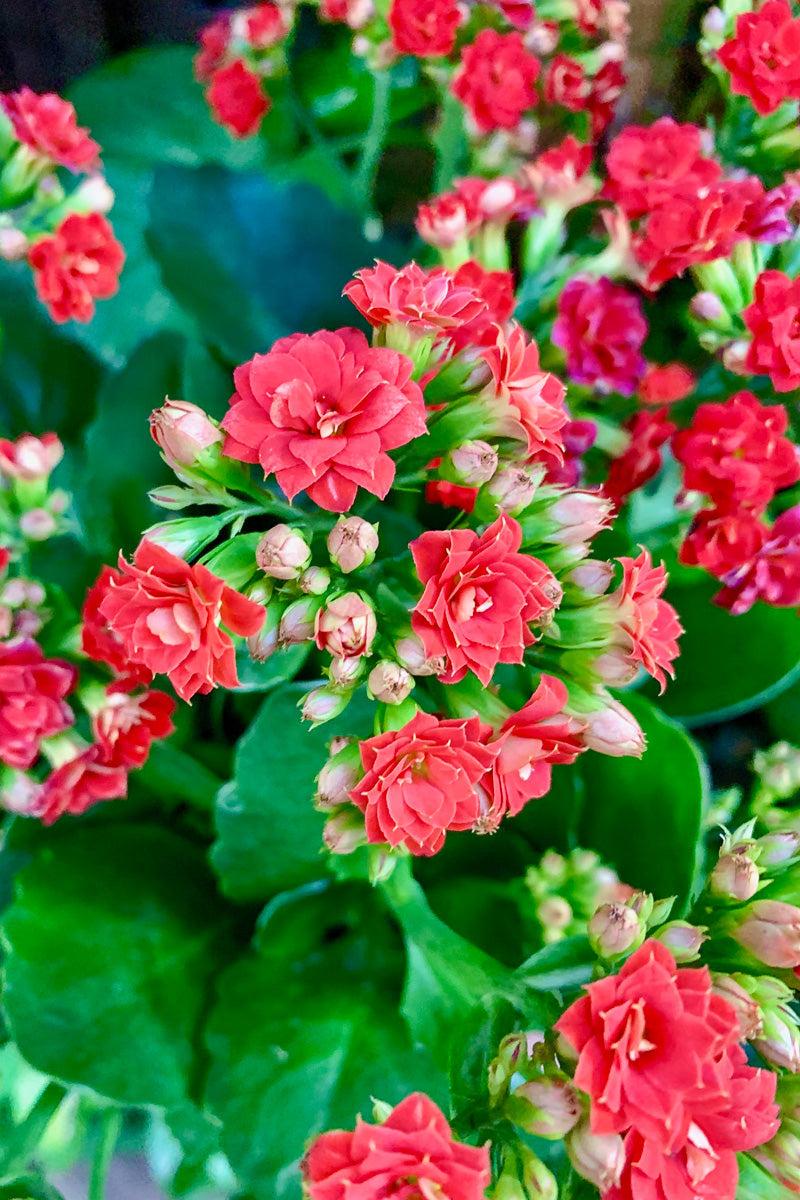 F5 Kalanchoe Calandiva Red - View 3 from www redcrocus com