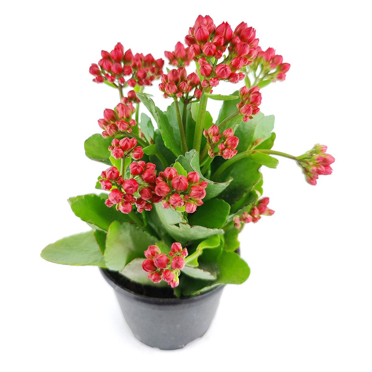 F5 Kalanchoe Calandiva Red - View 5 from www redcrocus com