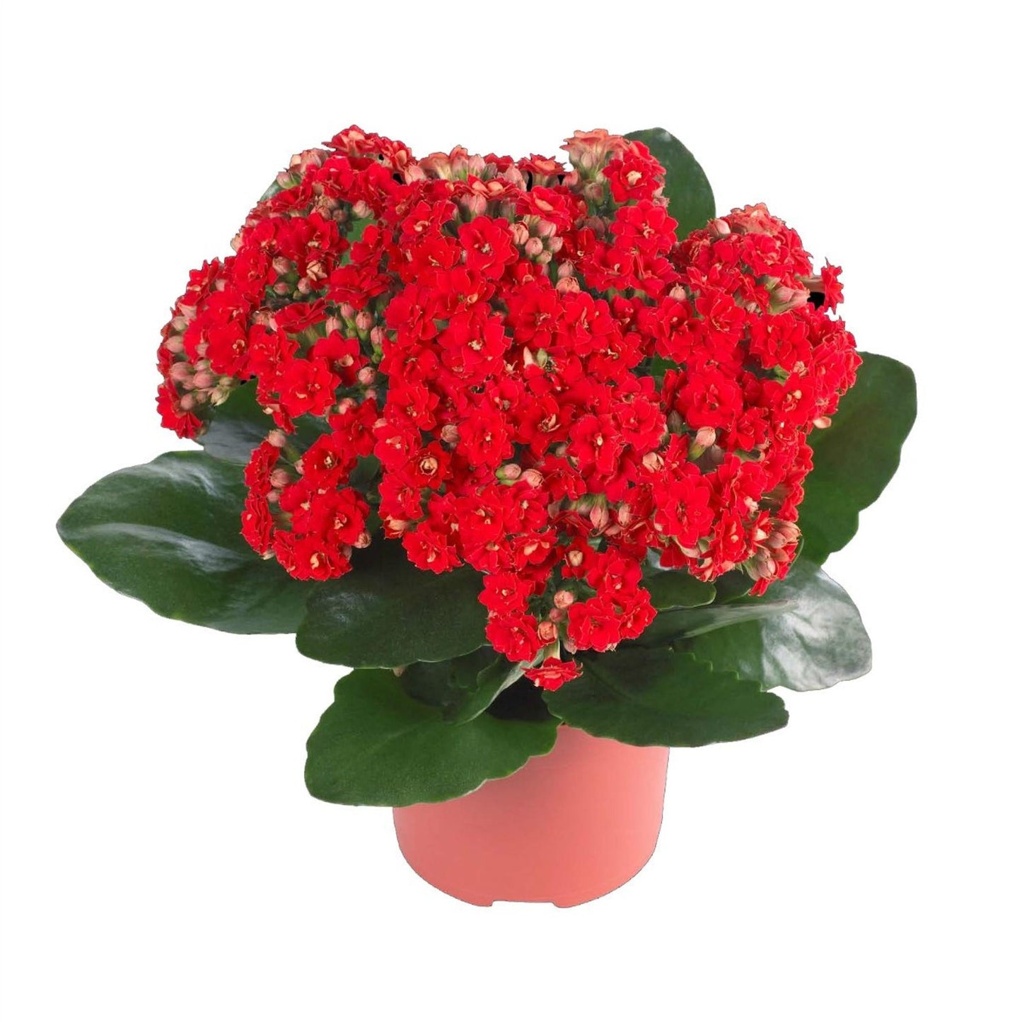 F5 Kalanchoe Calandiva Red - View 6 from www redcrocus com