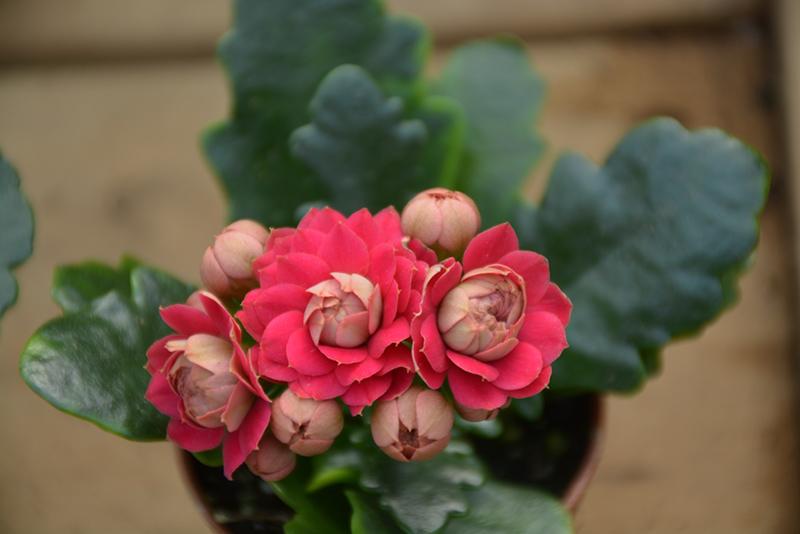 F5 Kalanchoe Calandiva Red - View 7 from www redcrocus com