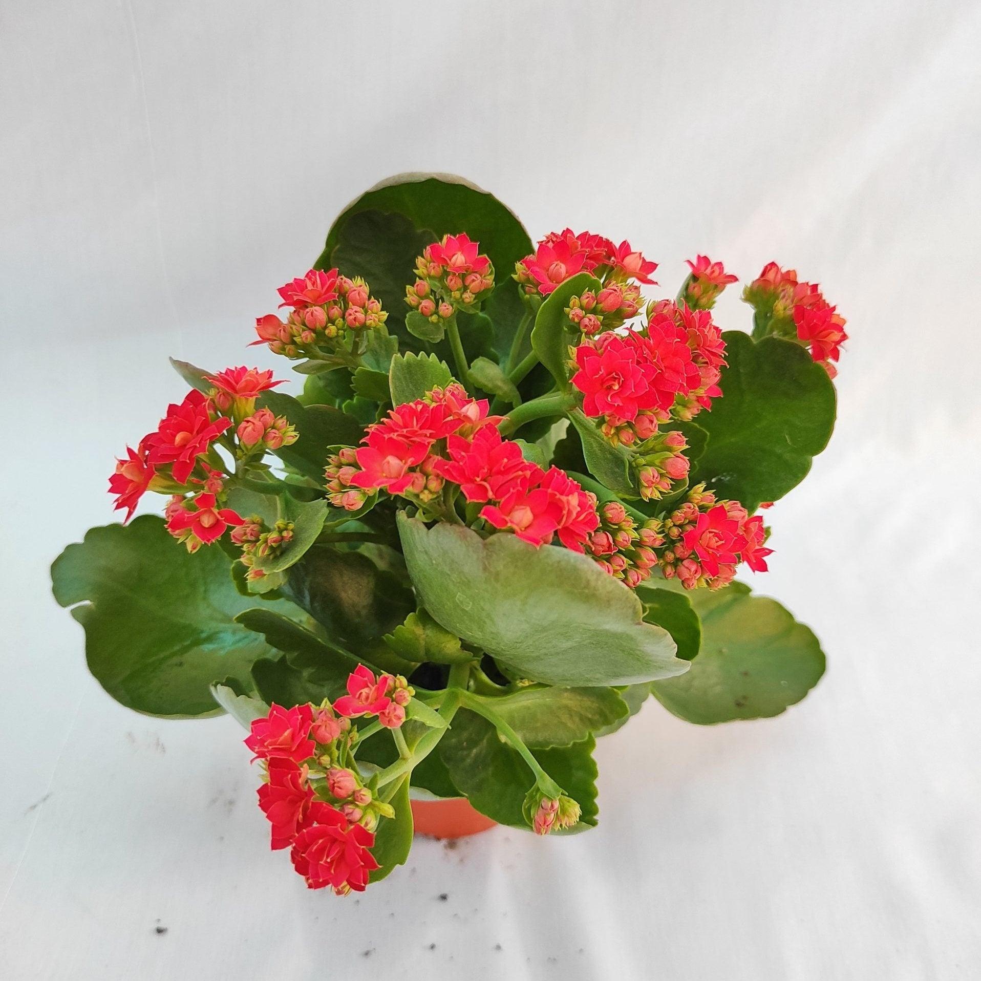 F5 Kalanchoe Calandiva Red - View 8 from www redcrocus com