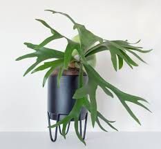 RedCrocus Staghorn Fern - Indoor Epiphyte, Non-Toxic, Easy Care, Mounting Display, Tropical Foliage for Home & Garden  12" Moss Pot