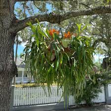 RedCrocus Staghorn Fern - Indoor Epiphyte, Non-Toxic, Easy Care, Mounting Display, Tropical Foliage for Home & Garden  12" Moss Pot