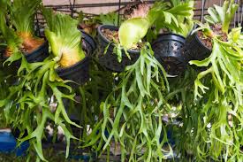 RedCrocus Staghorn Fern - Indoor Epiphyte, Non-Toxic, Easy Care, Mounting Display, Tropical Foliage for Home & Garden  12" Moss Pot