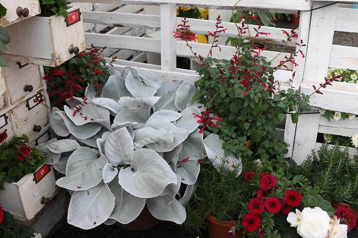 F1 Senecio Angel Wings - View 10 from www redcrocus com