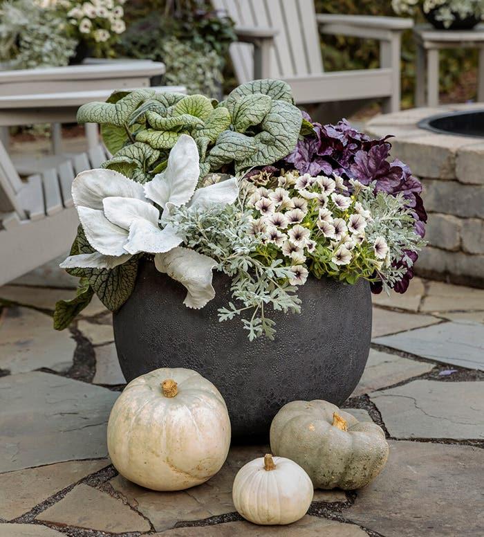 F1 Senecio Angel Wings - View 11 from www redcrocus com