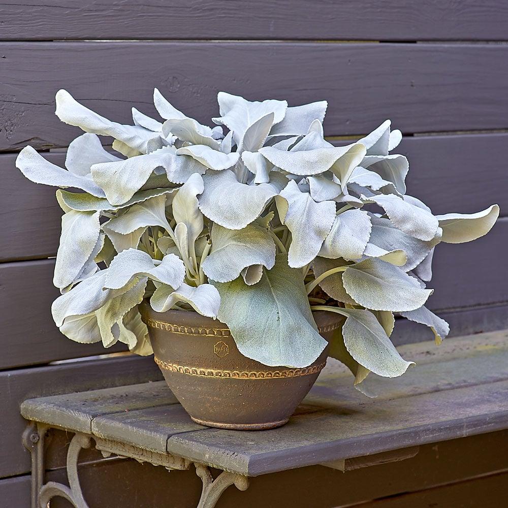 F1 Senecio Angel Wings - View 14 from www redcrocus com