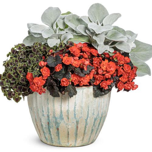 F1 Senecio Angel Wings - View 15 from www redcrocus com