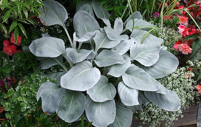 F1 Senecio Angel Wings - View 19 from www redcrocus com