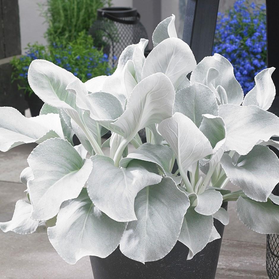 F1 Senecio Angel Wings - View 1 from www redcrocus com