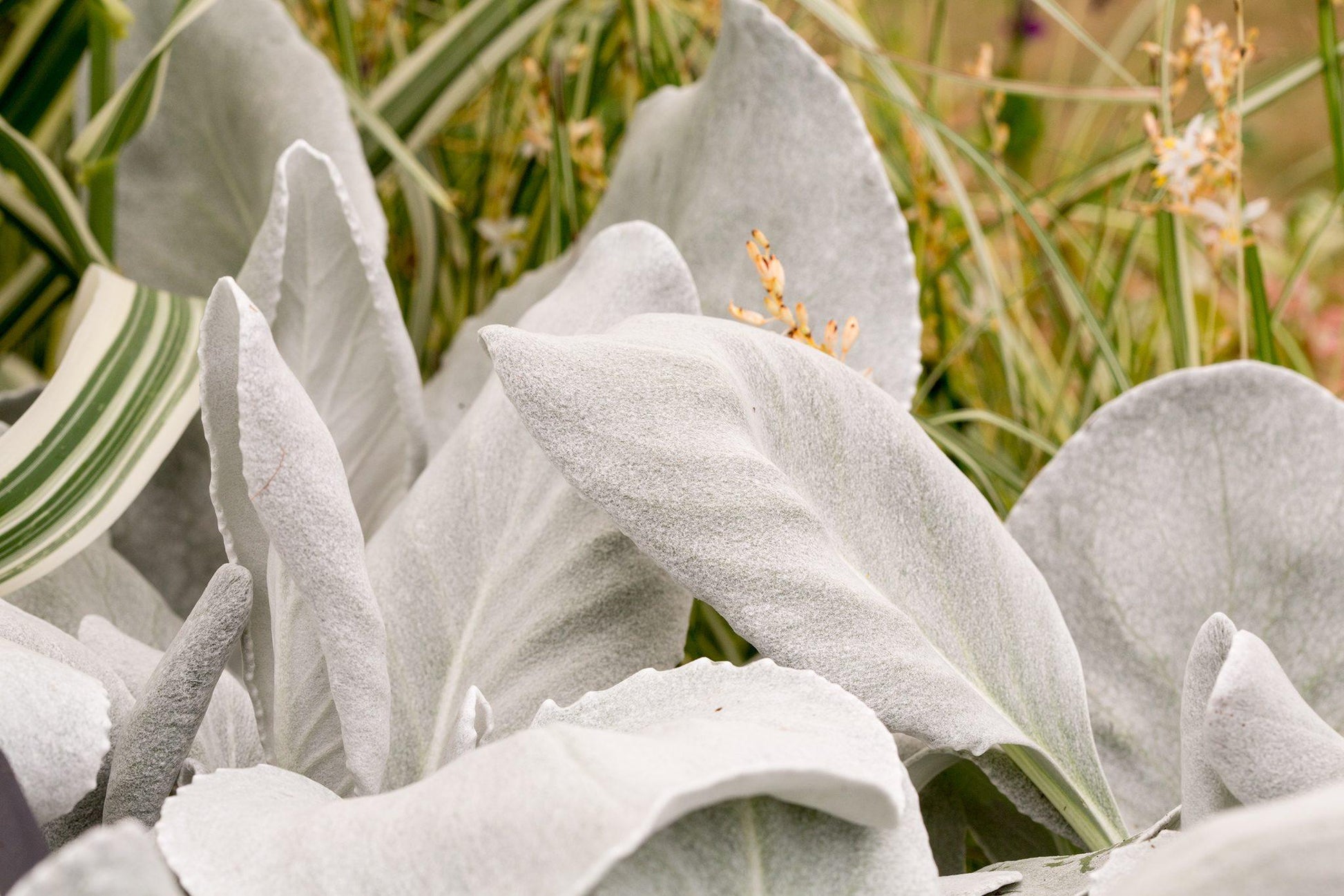 F1 Senecio Angel Wings - View 20 from www redcrocus com