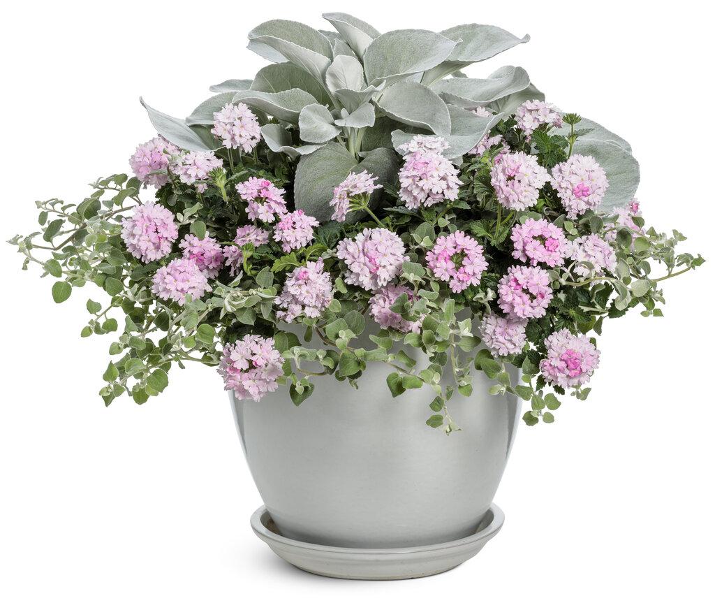 F1 Senecio Angel Wings - View 21 from www redcrocus com