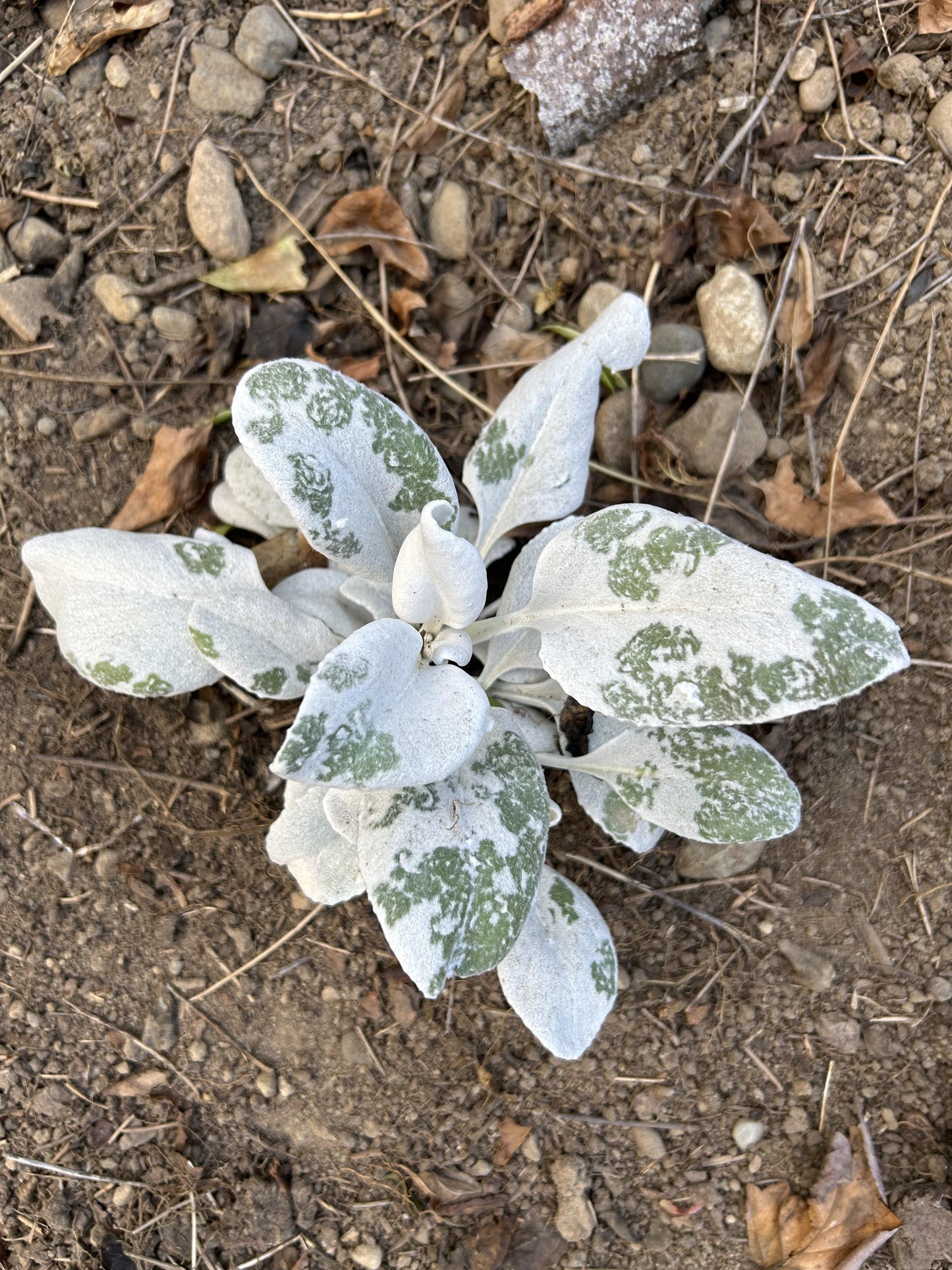 F1 Senecio Angel Wings - View 24 from www redcrocus com
