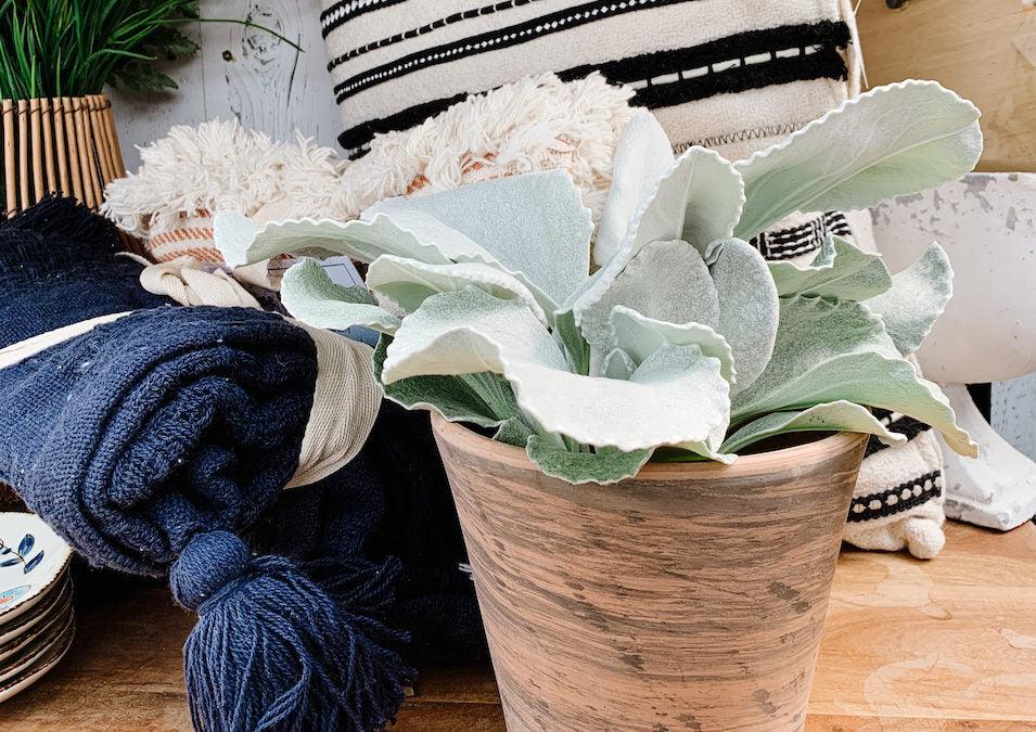 F1 Senecio Angel Wings - View 25 from www redcrocus com