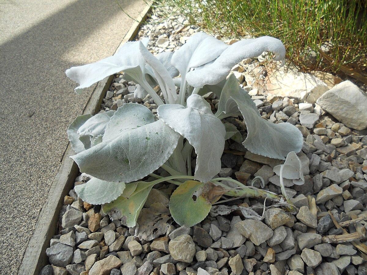 F1 Senecio Angel Wings - View 28 from www redcrocus com