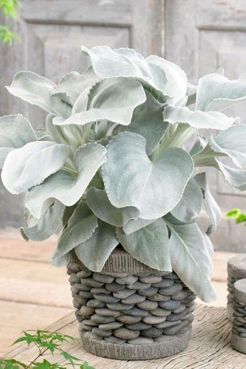 F1 Senecio Angel Wings - View 2 from www redcrocus com