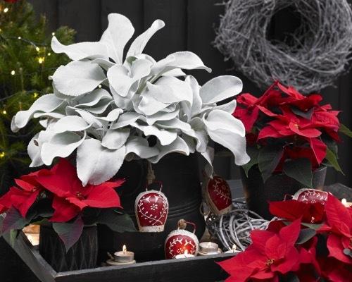 F1 Senecio Angel Wings - View 30 from www redcrocus com