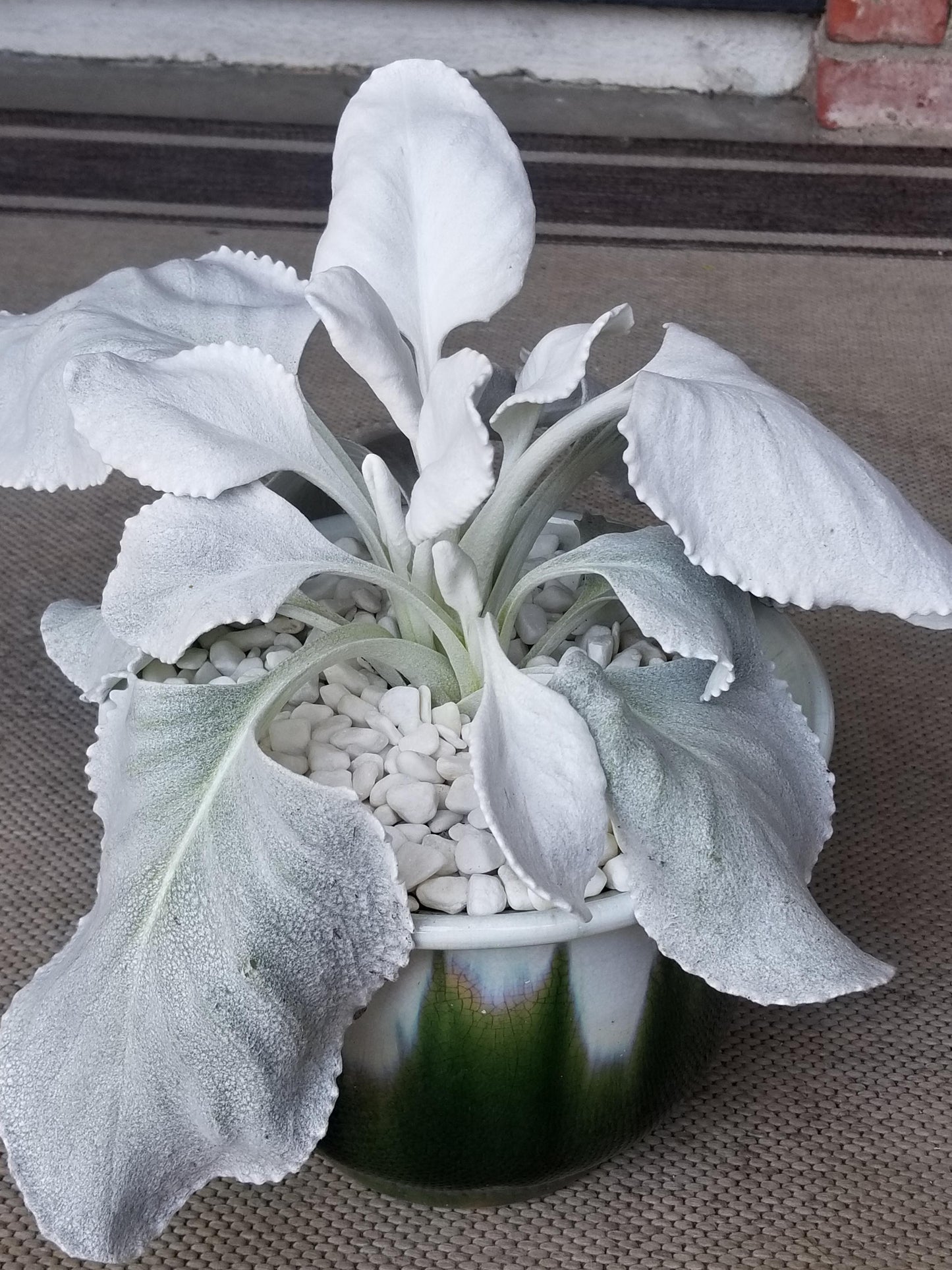 F1 Senecio Angel Wings - View 31 from www redcrocus com