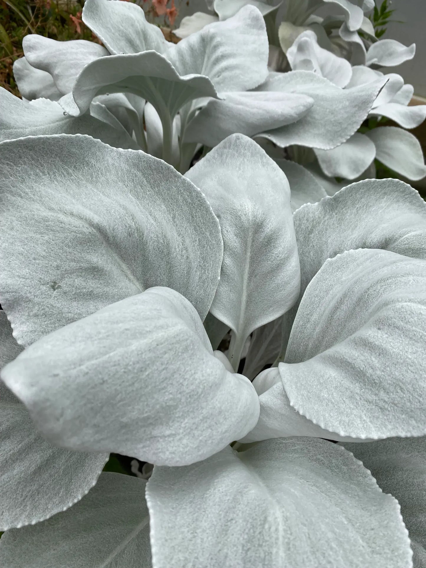 F1 Senecio Angel Wings - View 3 from www redcrocus com