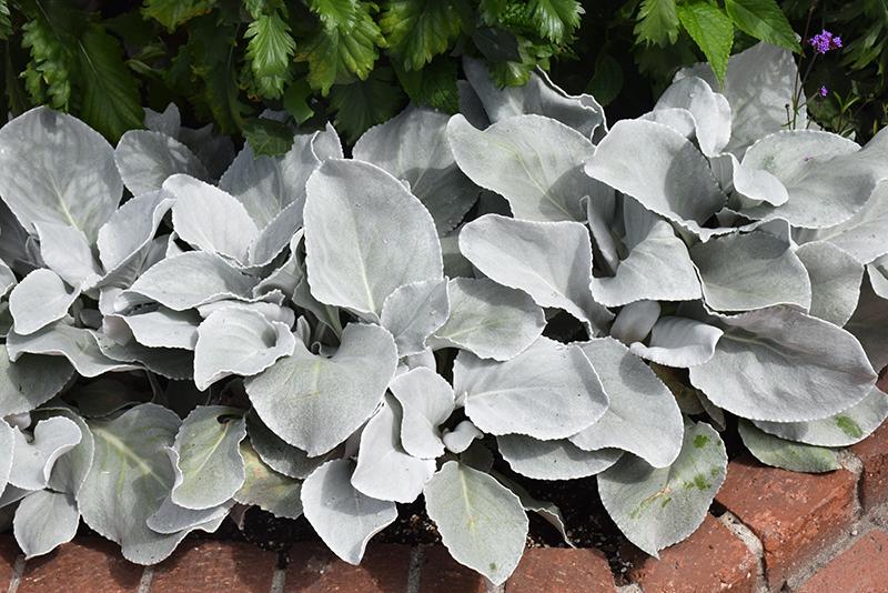 F1 Senecio Angel Wings - View 4 from www redcrocus com