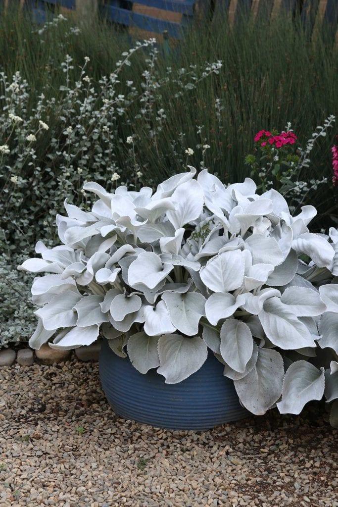 F1 Senecio Angel Wings - View 6 from www redcrocus com