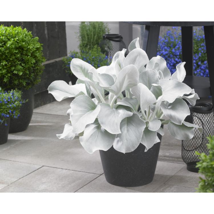 F1 Senecio Angel Wings - View 8 from www redcrocus com
