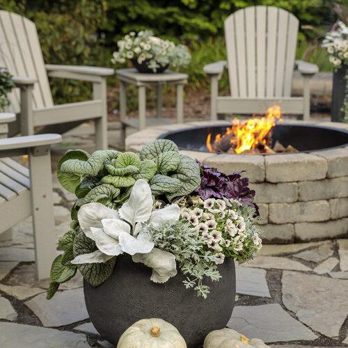 F1 Senecio Angel Wings - View 9 from www redcrocus com