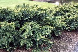 RedCrocus Taxus 'Dark Green Spreader' Yew Live Plant - Evergreen, Spreading Shrub for Sun to Part Shade, Cold Hardy Landscape Groundcover  3 Gallon Nursery Pot