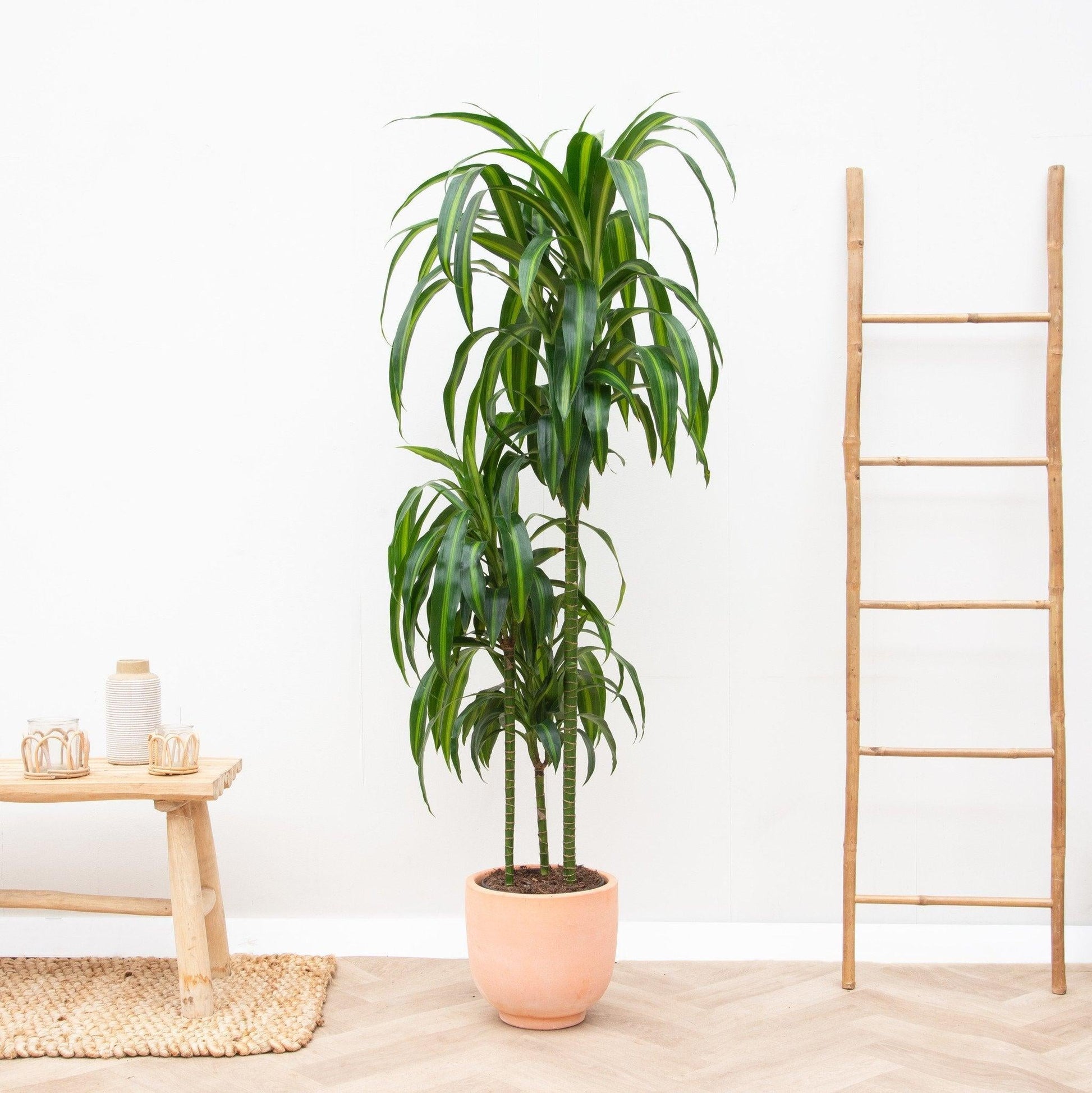 Berbaaf Dracaena Hawaiin Sunshine - View 12 from www redcrocus com