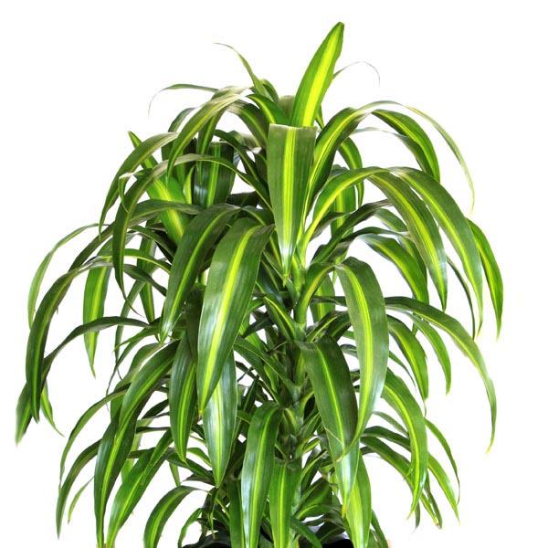 Berbaaf Dracaena Hawaiin Sunshine - View 13 from www redcrocus com