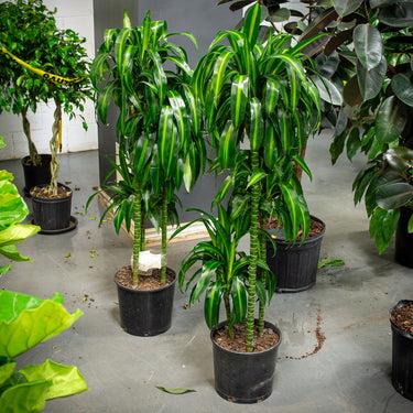 Berbaaf Dracaena Hawaiin Sunshine - View 14 from www redcrocus com