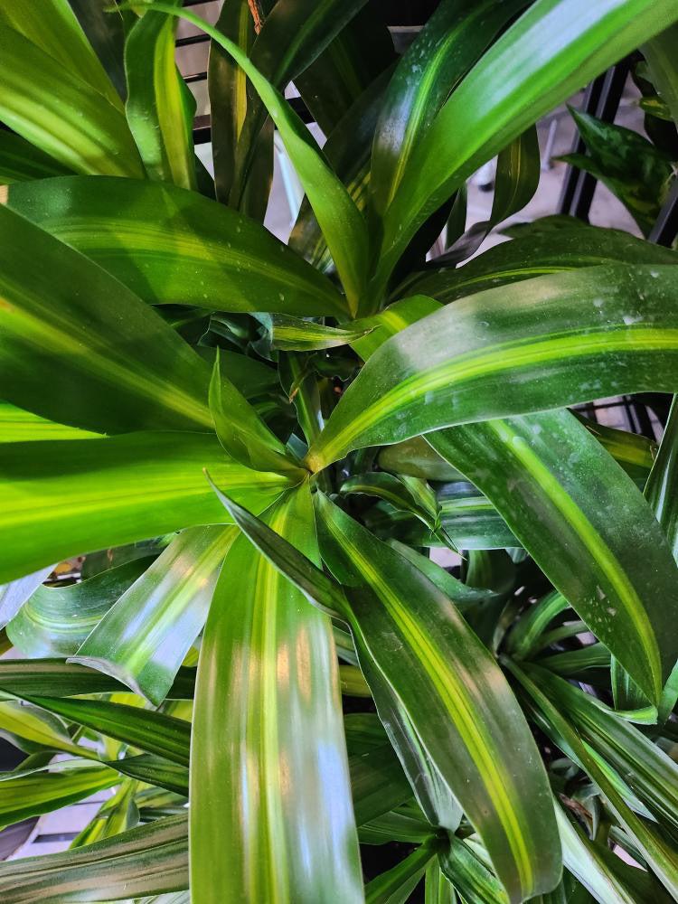 Berbaaf Dracaena Hawaiin Sunshine - View 15 from www redcrocus com