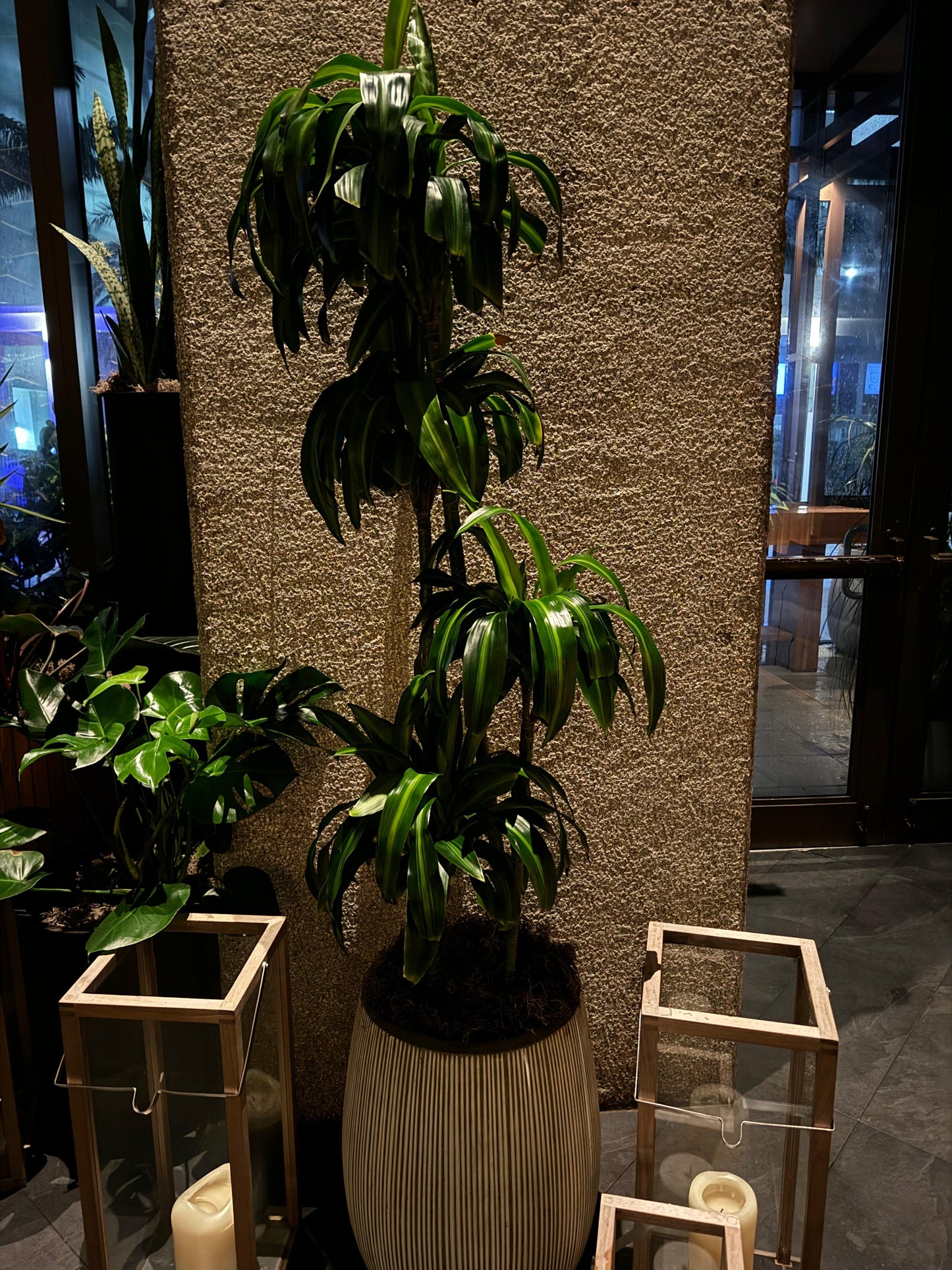 Berbaaf Dracaena Hawaiin Sunshine - View 16 from www redcrocus com