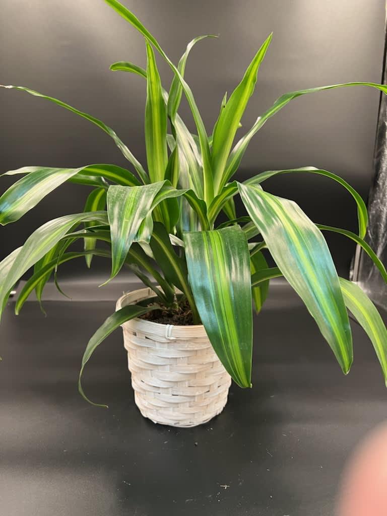 Berbaaf Dracaena Hawaiin Sunshine - View 17 from www redcrocus com