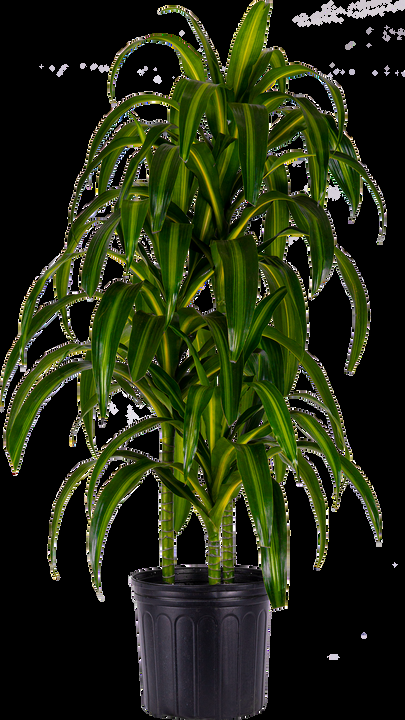 Berbaaf Dracaena Hawaiin Sunshine - View 18 from www redcrocus com