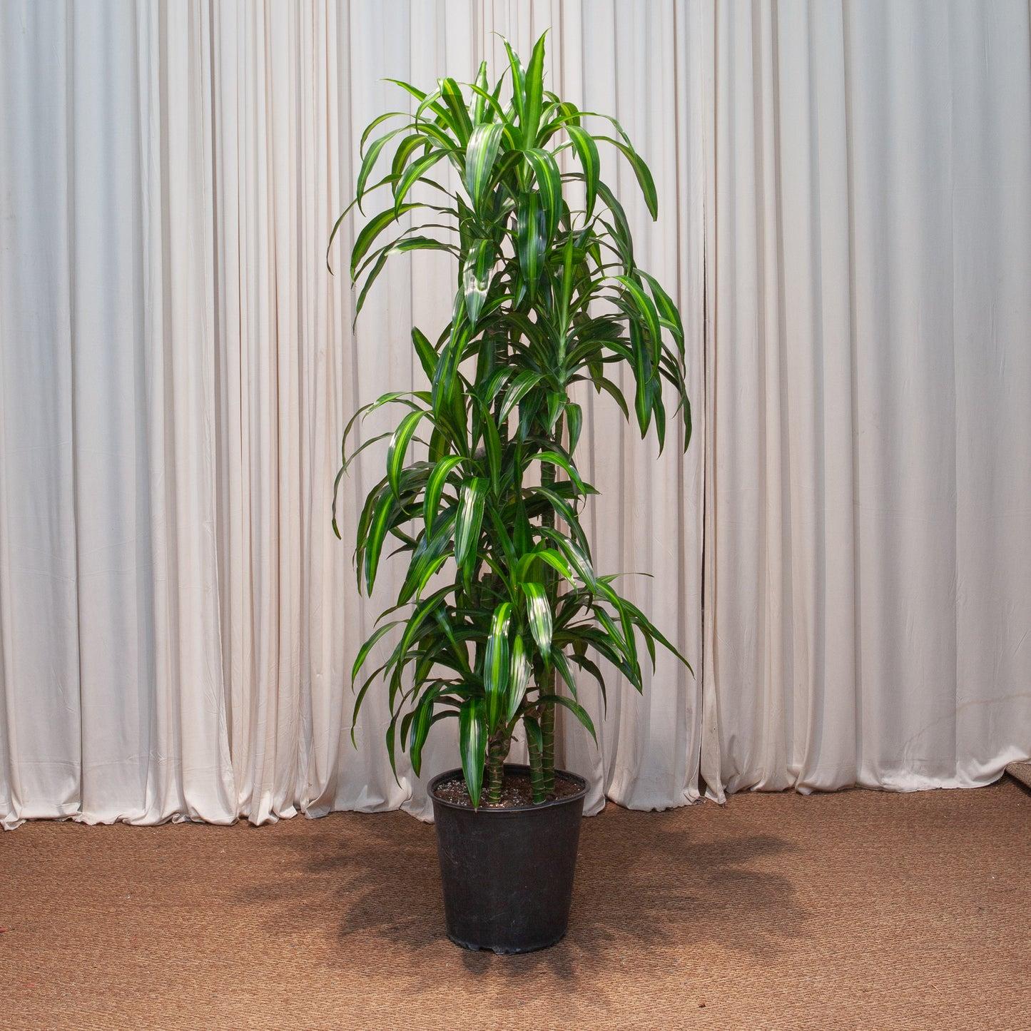 Berbaaf Dracaena Hawaiin Sunshine - View 19 from www redcrocus com